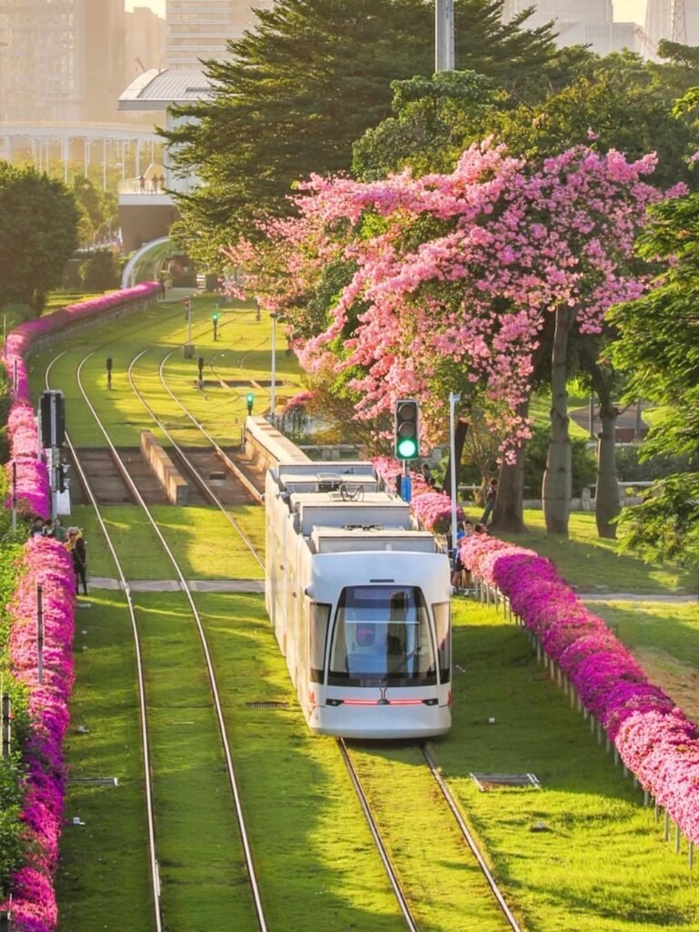 The Kapok Blossom in Pazhou, Guangzhou